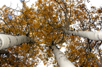 Aspens at the Peaks 0174